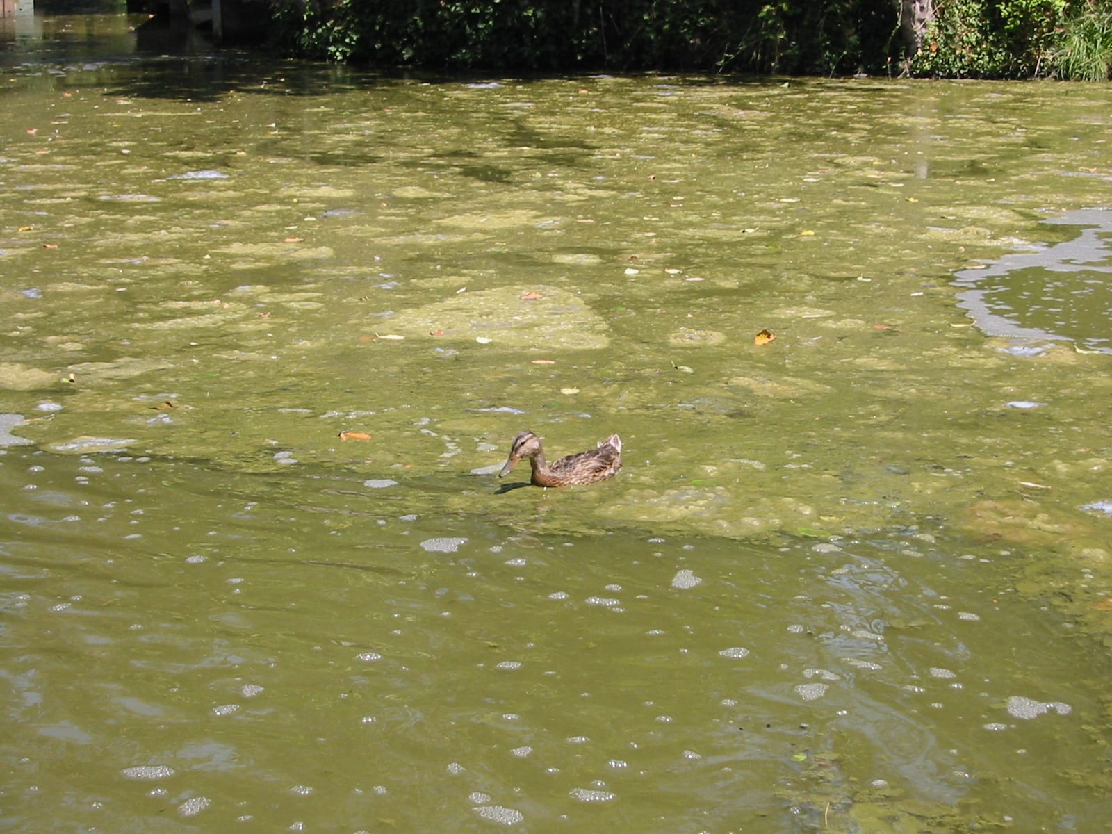 Blue Heron Canal Algae Blue Heron Canal Algae