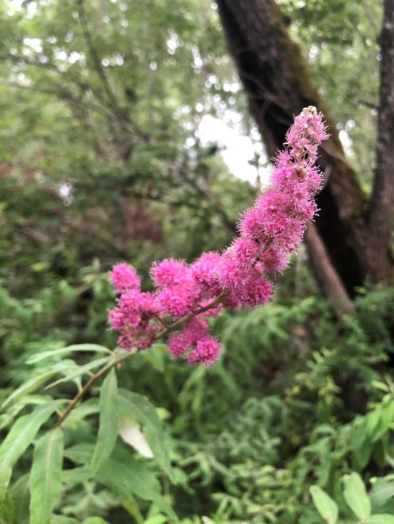 Spiraea douglasii flower head Spiraea douglasii flower head
