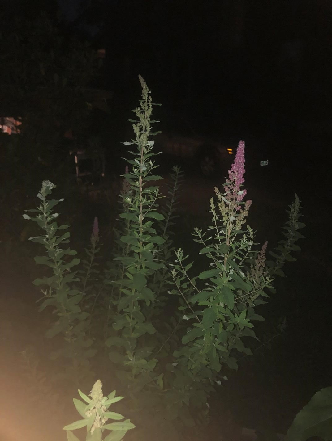 spirea4
