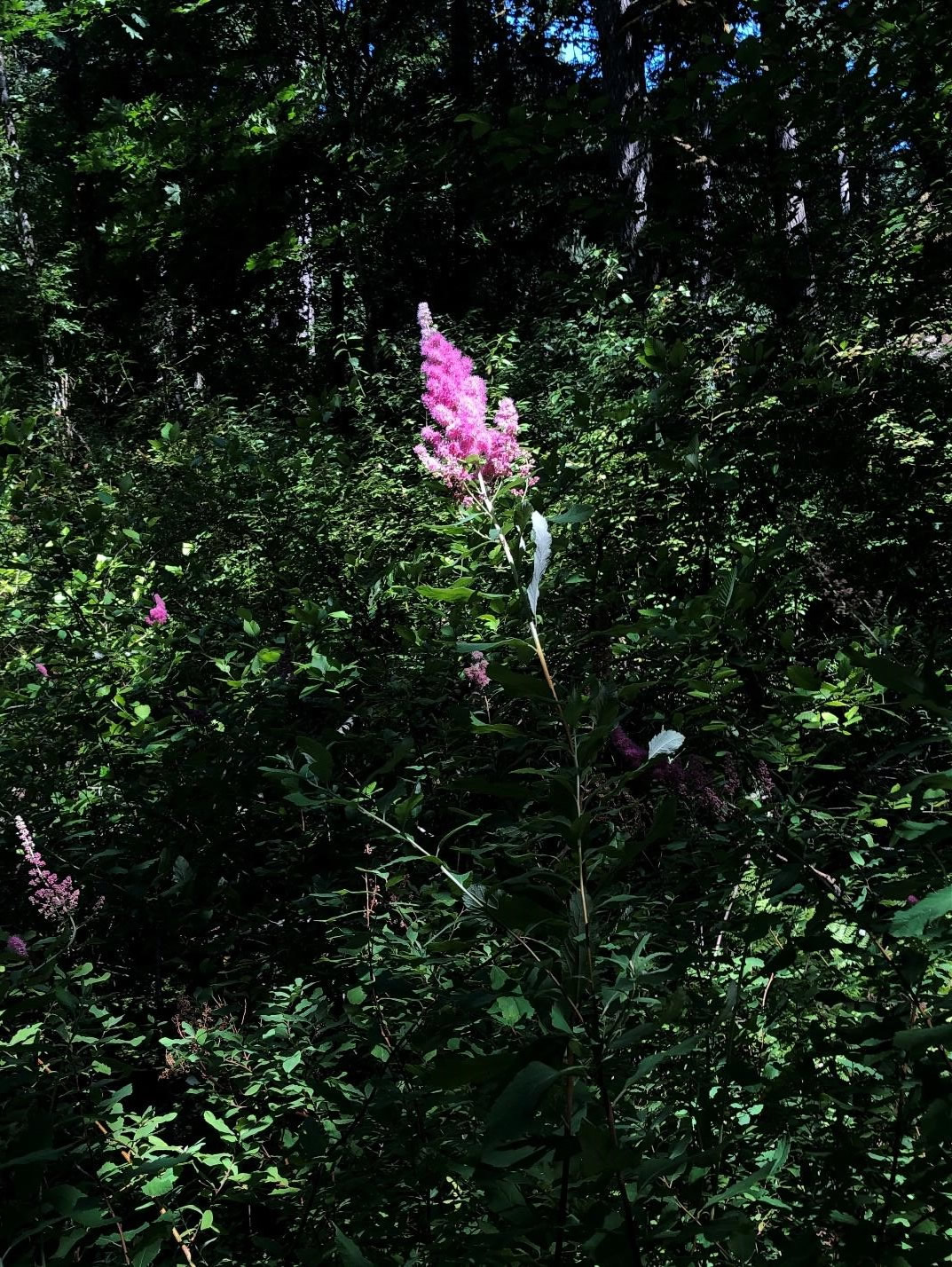 spirea6