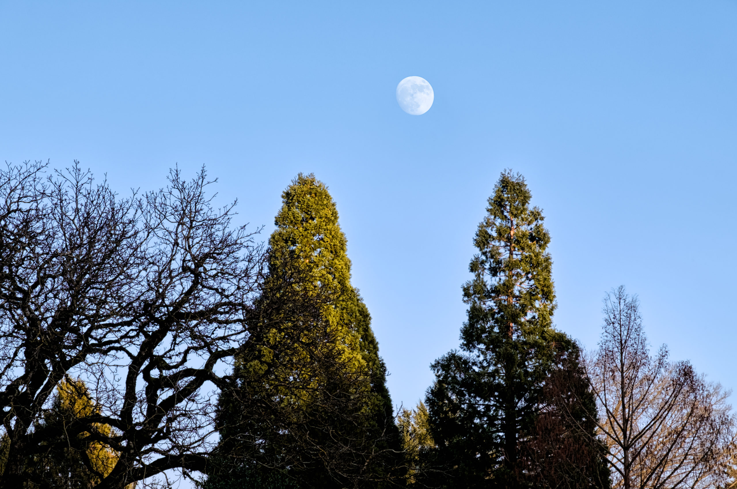 Waxing To Wolf Moon Waxing To Wolf Moon