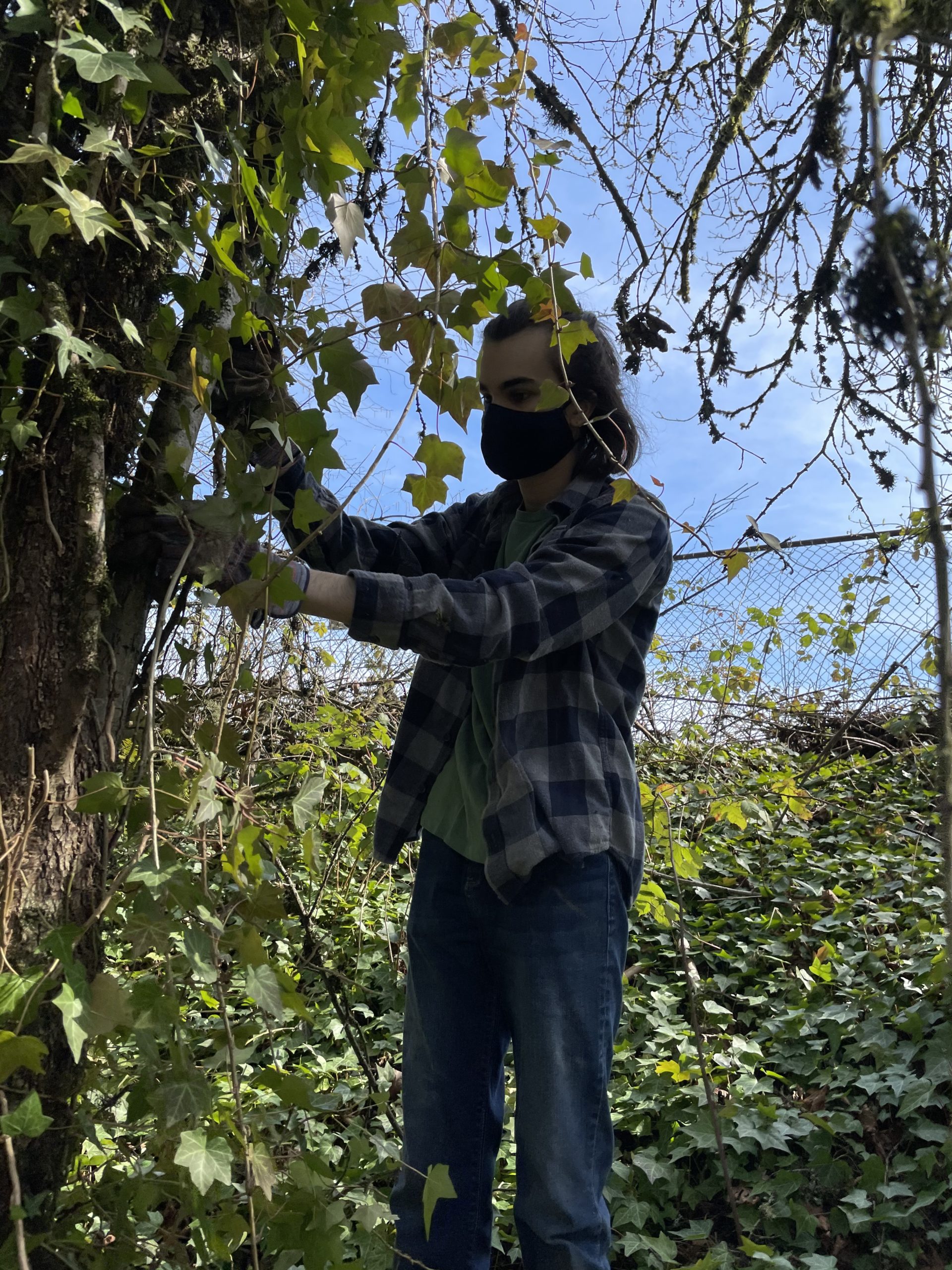 IMG_5723 Student removes invasive ivy from a tree at Lake Oswego High School