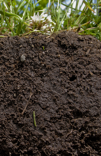 cross-section of soil cross-section of soil