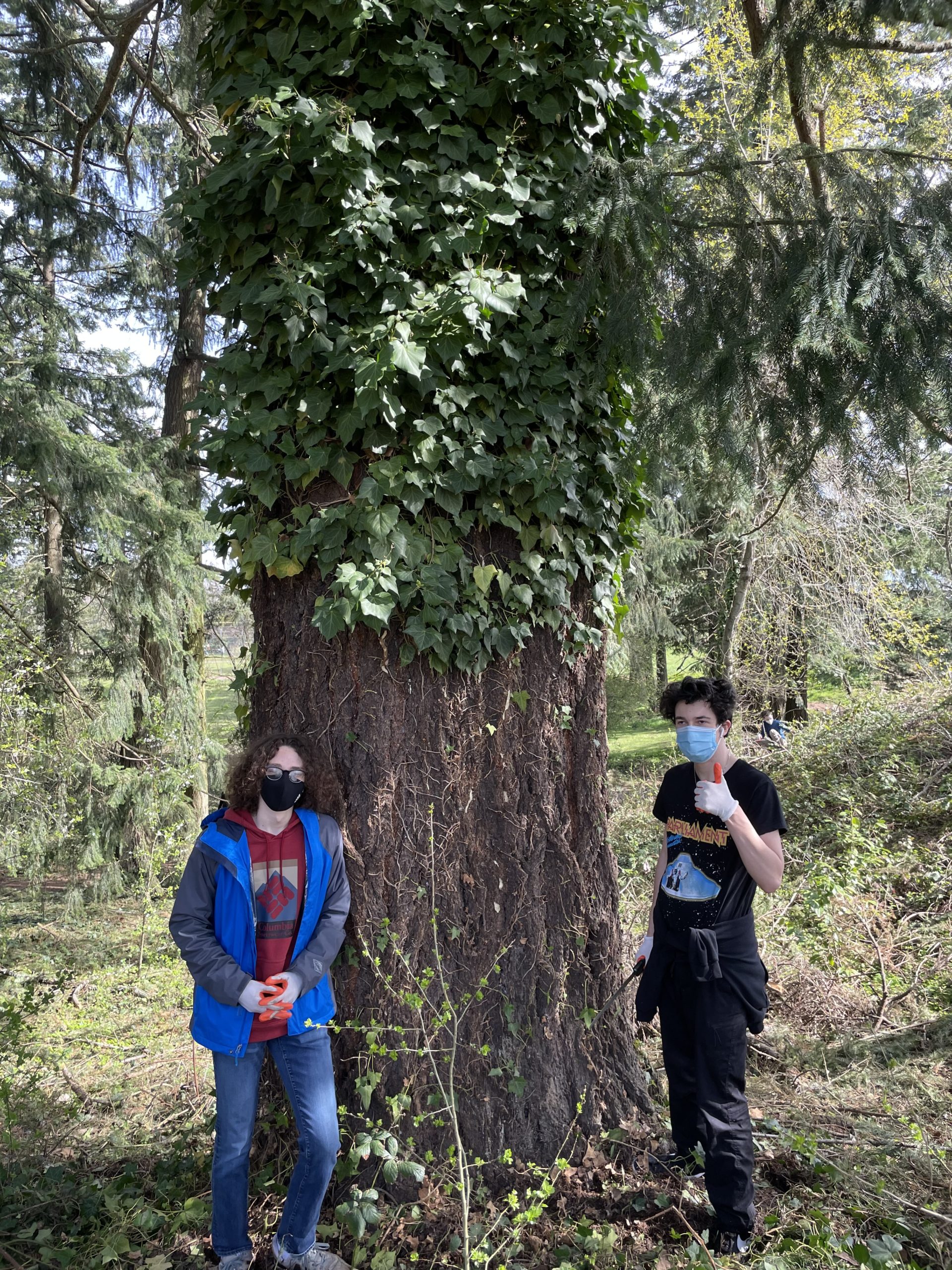 LOTreesImage
