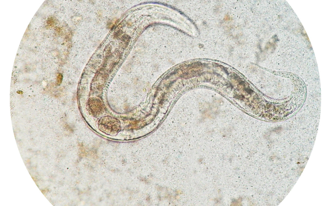 Nematode