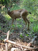 deer deer