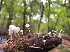 mushrooms mushrooms