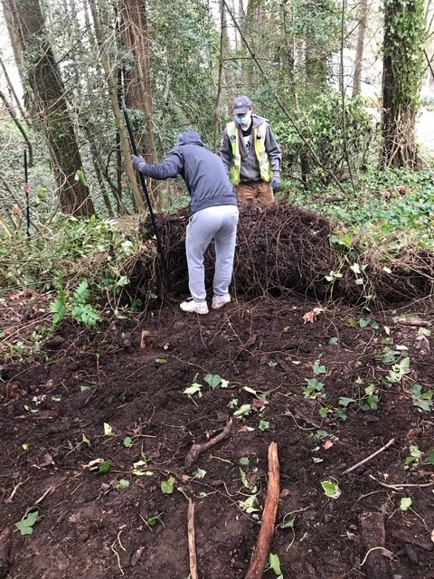 Manual removal of English Ivy Manual removal of English Ivy