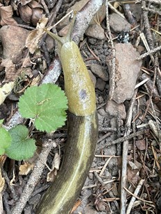 slug slug