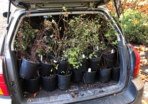 carload of native plants carload of native plants