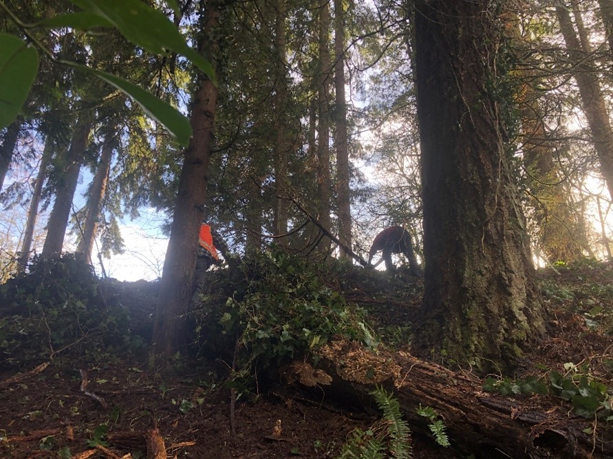 Manual removal of English Ivy Manual removal of English Ivy