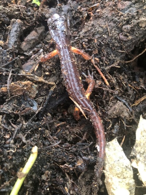 salamander salamander
