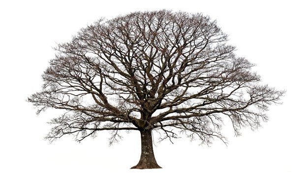 Oregon White Oak Oregon White Oak
