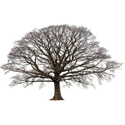 Oregon White Oak Oregon White Oak