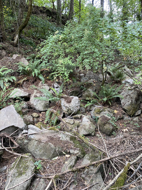 A Brief Geologic Journey Back in Time in Lake Oswego
