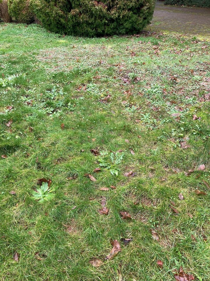lawn1