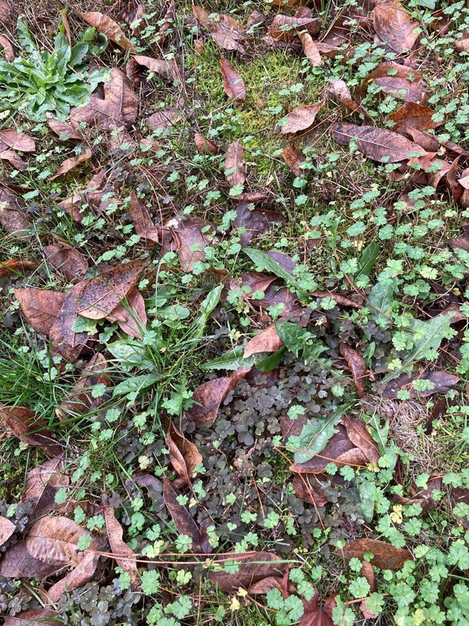lawn2