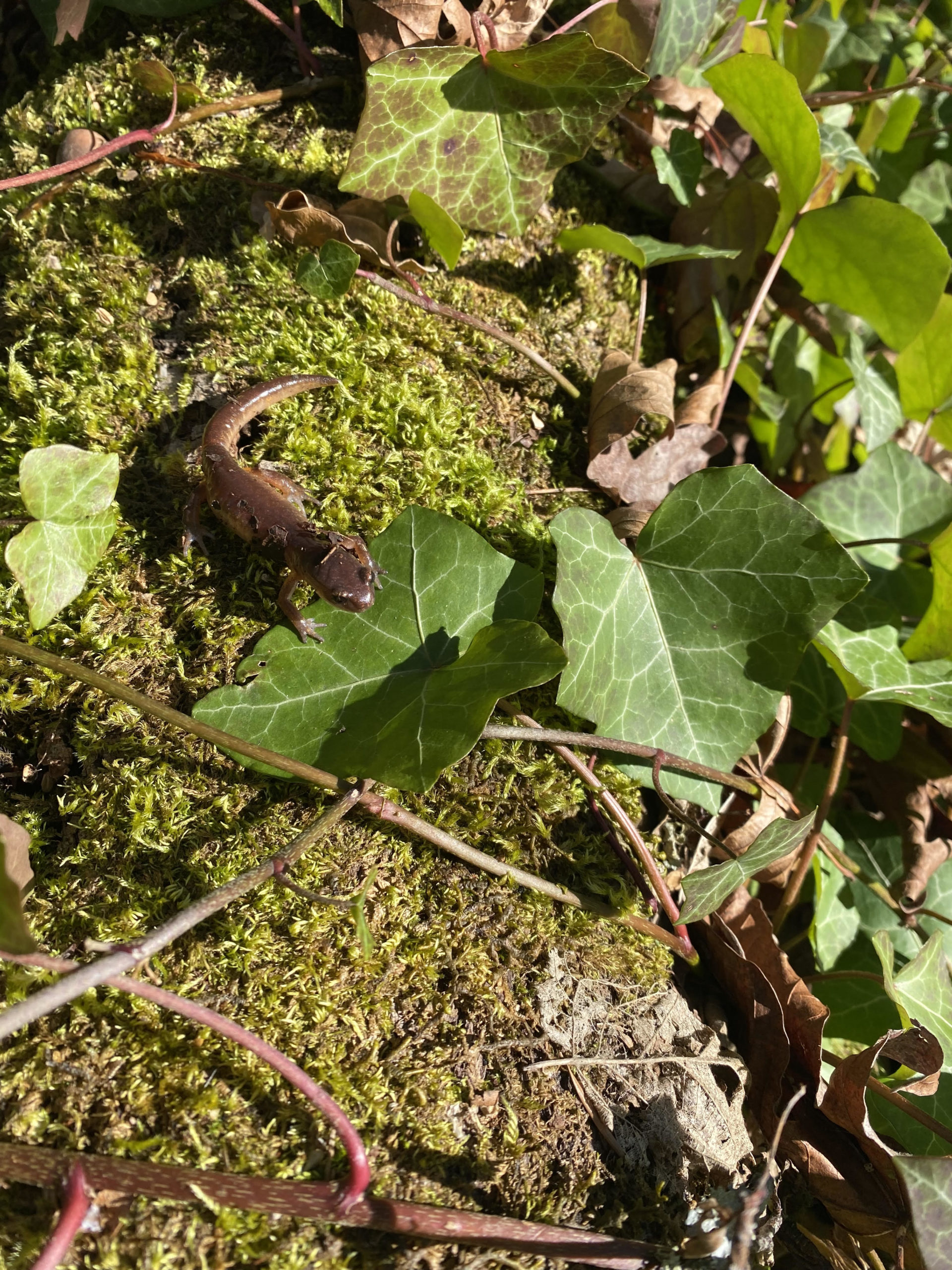 newt Tools