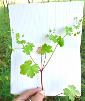 shining geranium English Ivy covering a tree trunk