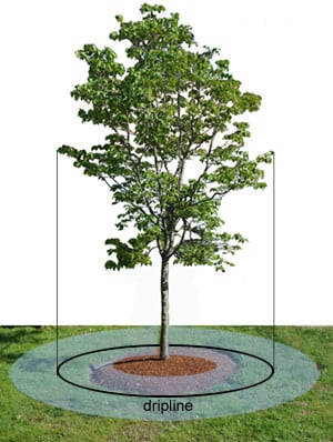 dripline image