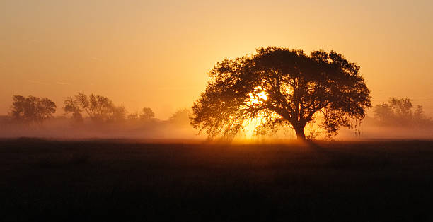 Sun rising through a Live Oak and fog. Coastal Texas landscape.