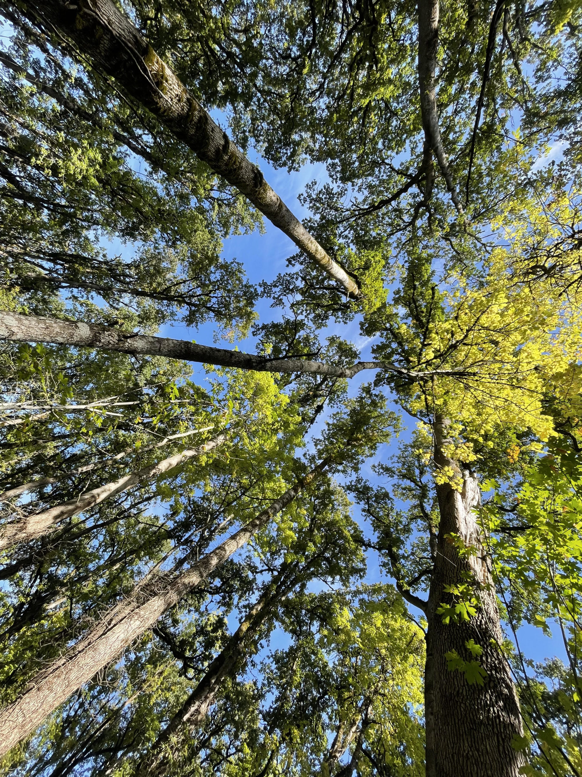 oak canopy