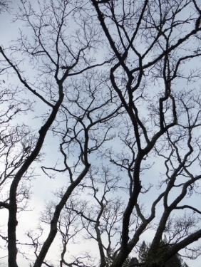 oregon white oak in winter