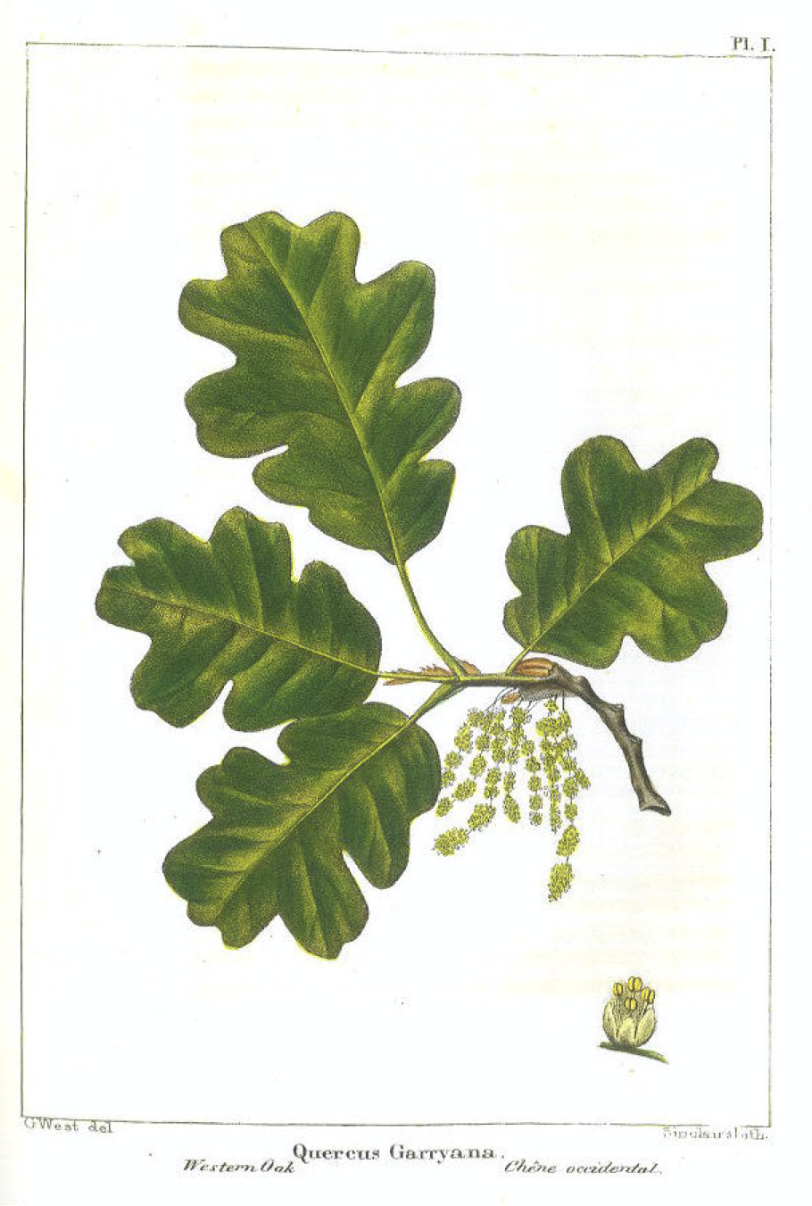 Just Oregon White oak