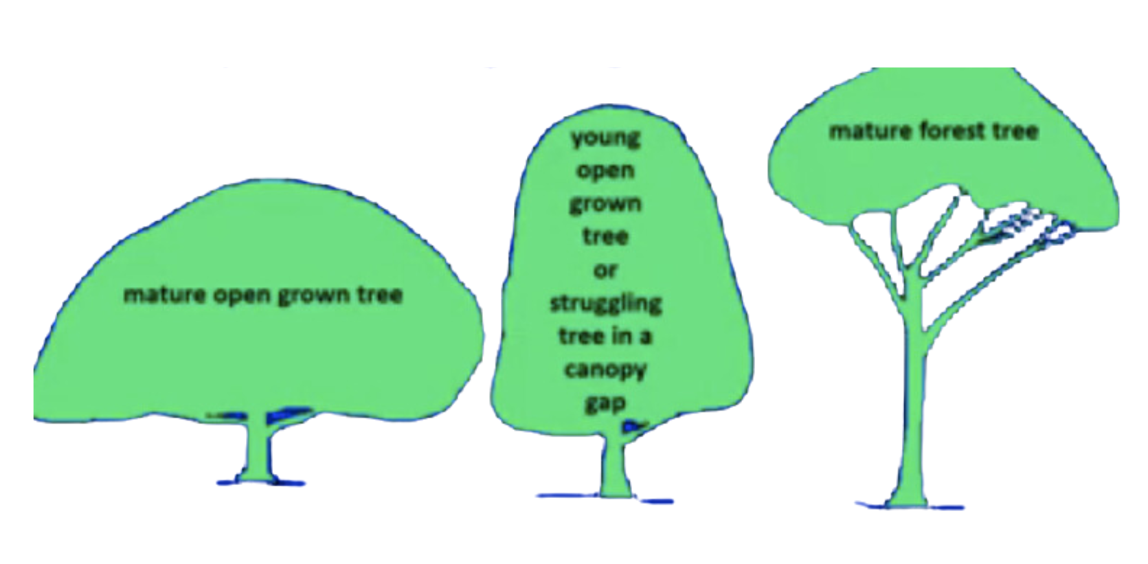 Oregon White Oak brochure (4)