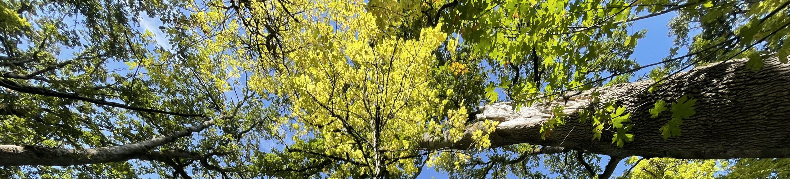 oak-canopy-1-scaled