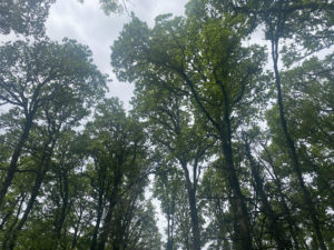 oak canopy spring