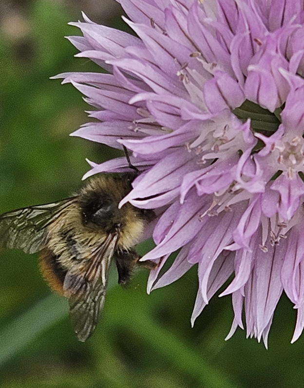 Bee1 Leah Puhlman