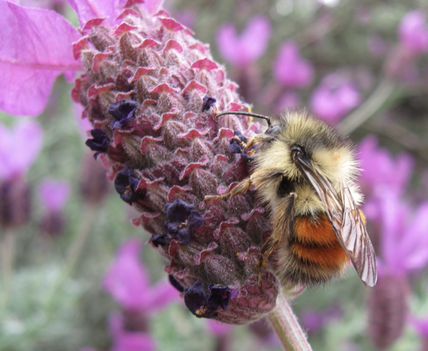 bee3