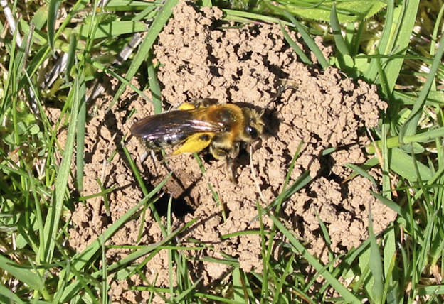 bee4